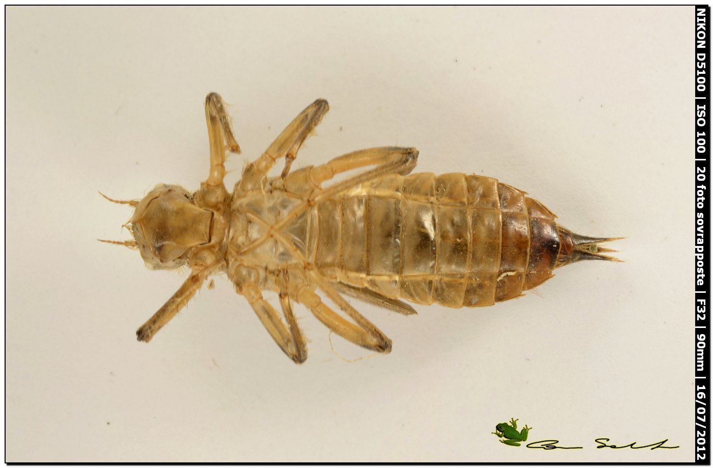 Exuviae di Orthetrum trinacria